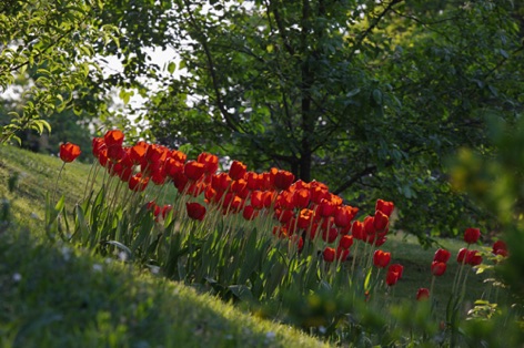 Tulipani